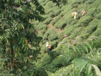 Recogiendo té en Darjeeling